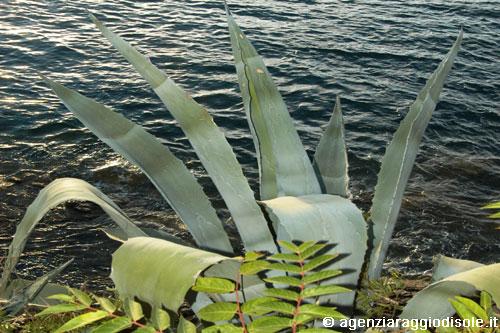 Vacanze Isola d'Elba - Villa Agave a Capoliveri